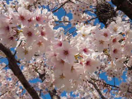 桜11 桜11の写真