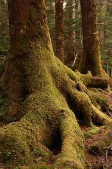 もののけの森 もののけの森の写真