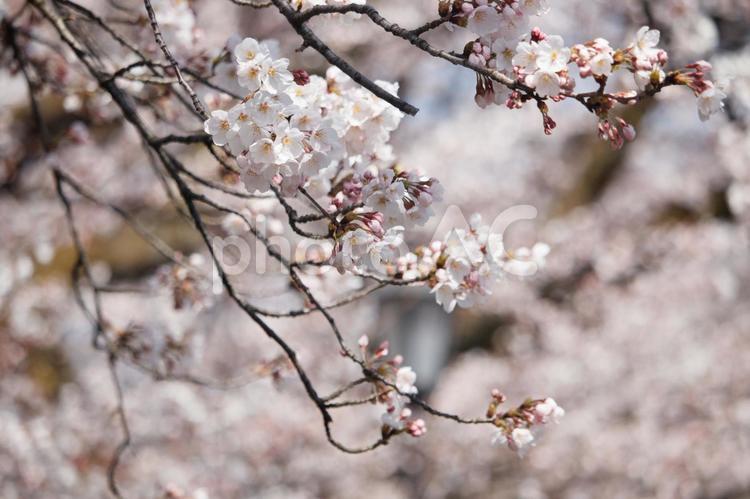 満開の桜　花見シーズン 桜,満開,桜並木の写真素材