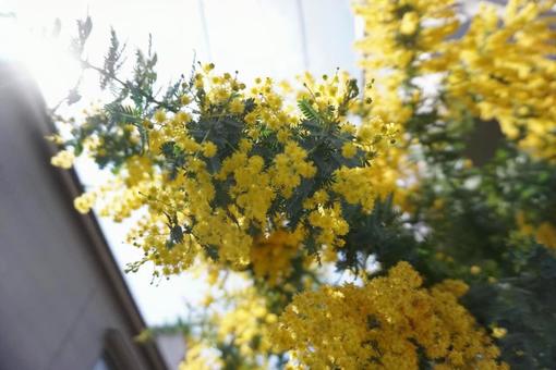 ミモザの花2 ミモザの花2の写真
