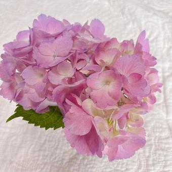 紫陽花 紫陽花の写真