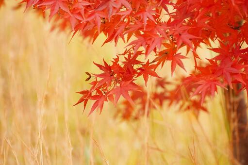 赤く紅葉したモミジ17 モミジ,紅葉,紅葉狩りの写真素材