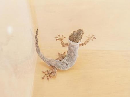 ニホンヤモリの脱皮 爬虫類の飼育 ペット ニホンヤモリの脱皮 爬虫類の飼育 ペット ヤモリ,脱皮,ニホンヤモリの写真素材