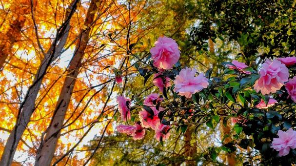 冬の空 花,冬,リラックスの写真素材