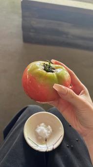 トマト トマト トマト,とまと,夏の写真素材