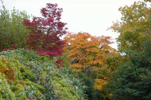 林の中の紅葉 林の中の紅葉の写真