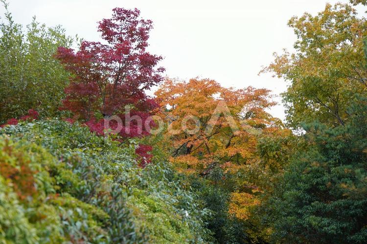 林の中の紅葉 秋,紅葉,風景の写真素材