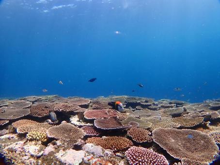 沖縄の海の写真