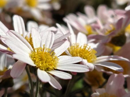野菊 秋,菊,小花の写真素材