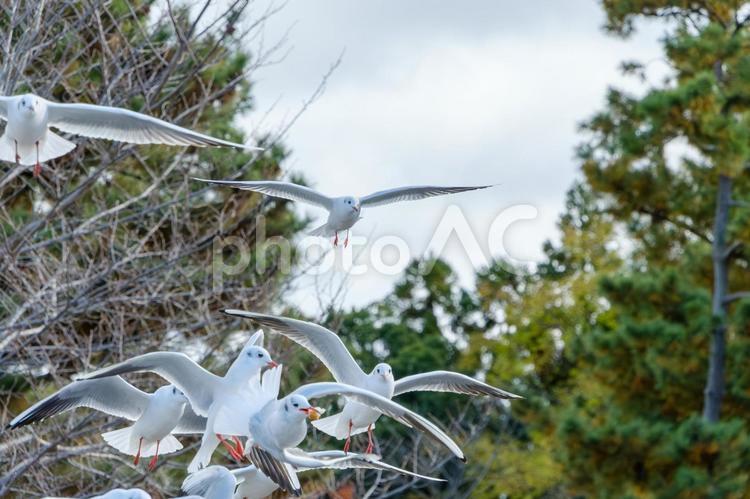 森を背景に飛ぶユリカモメたち ユリカモメ,鳥,飛翔の写真素材