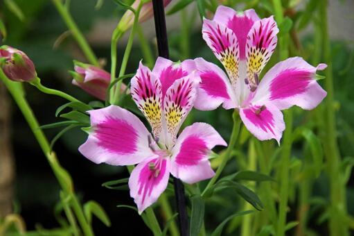 アルストロメリア・ペレグリナ アルストロメリア,ペレグリナ,alstroemeriaの写真素材