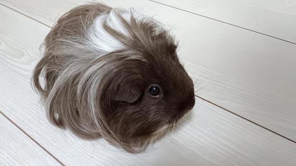 長毛モルモット モルモット,ペット,動物の写真素材