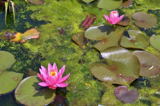Lotus flower blooming in a pond, the national flower of India, JPG Lotus flower blooming in a pond, the national flower of India, JPG