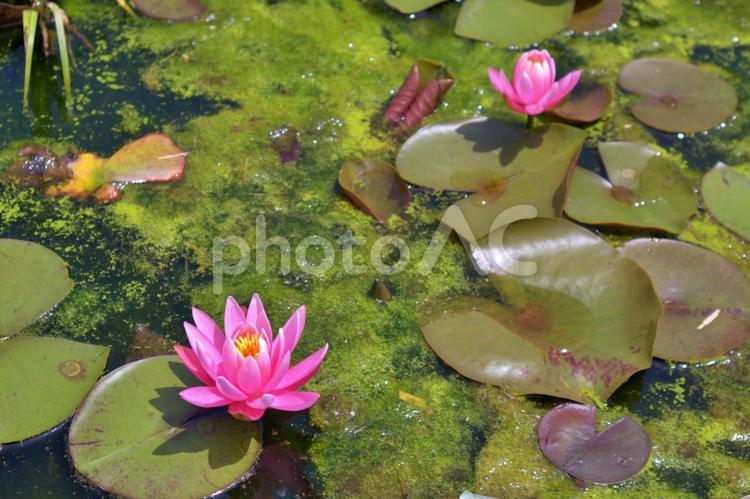 池に咲く蓮の花、インドの国花 蓮,花,インドの写真素材