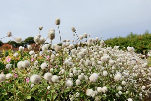 大船フラワーセンターの白い千日紅 千日紅,大船フラワーセンター,鎌倉の写真素材