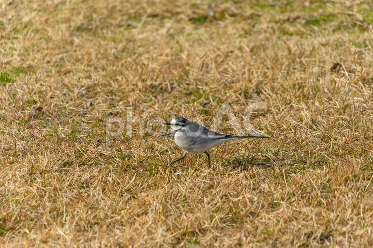 枯れ草の上を歩くハクセキレイ ハクセキレイ,鳥,野鳥の写真素材