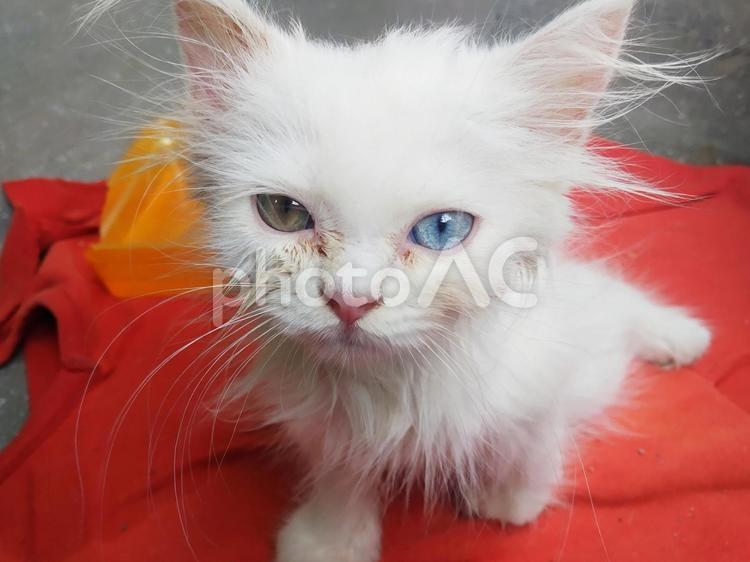 オッドアイの白猫ツナさん　インド 猫,可愛い,ふわふわの写真素材