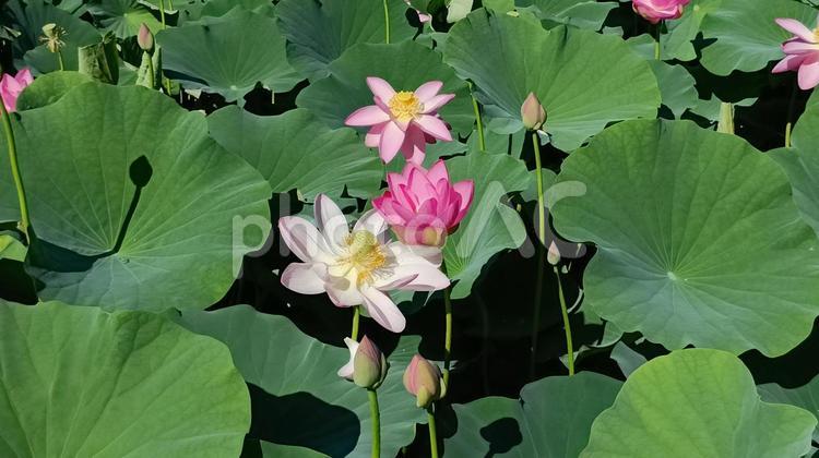 十日町二ツ屋の二千年蓮（大賀蓮・古代蓮） 二千年蓮,大賀蓮,古代蓮の写真素材