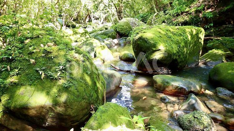 沖縄県八重山諸島西表島のユチン川の風景 ユチン川,川,沖縄の写真素材