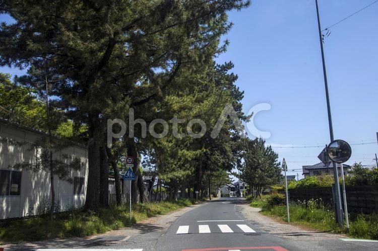 御油の松並木13（豊川市） 松並木,東海道,豊川市の写真素材
