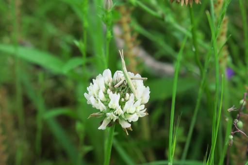White clover and small grasshopper, JPG