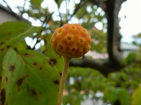 【花の写真】ヤマボウシの実 ヤマボウシ,山法師,実の写真素材