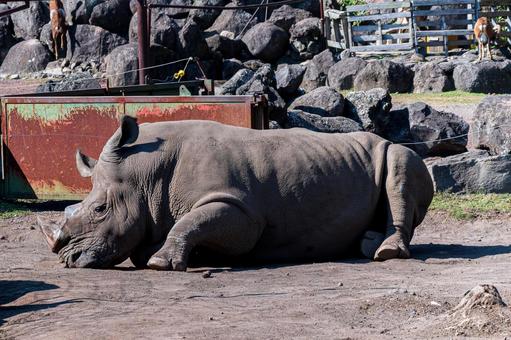 Rhino's nap, JPG Rhino's nap, JPG