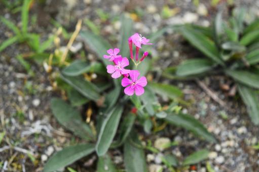 Photo, small, flower, pink, 