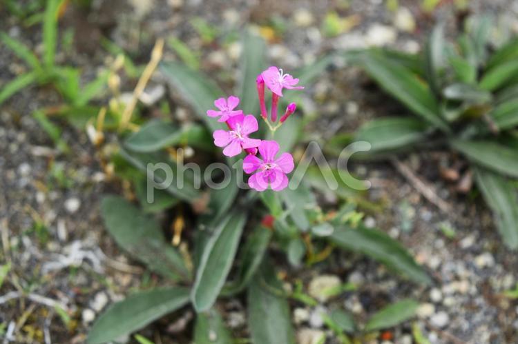 ピンクの雑草 小さい,花,ピンクの写真素材