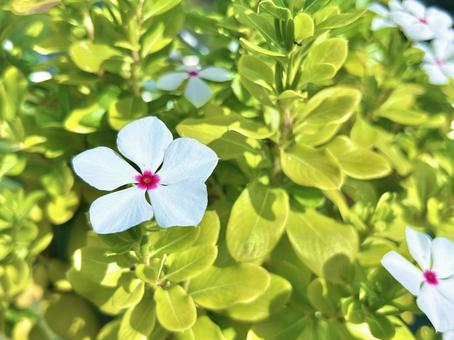 ニチニチソウ ニチニチソウ ニチニチソウ,花,植物の写真素材