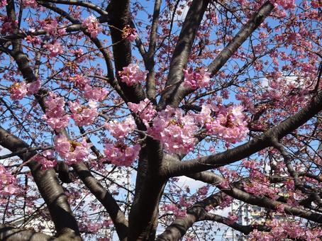 河津桜の公園-59 河津桜の公園-59の写真