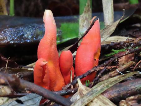 Photo, kaentake, poison mushroom, extremely dangerous mushrooms, 