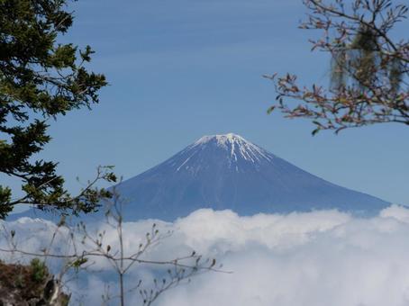 八紘嶺から望む富士山 八紘嶺から望む富士山 八紘嶺,富士山,早川町の写真素材