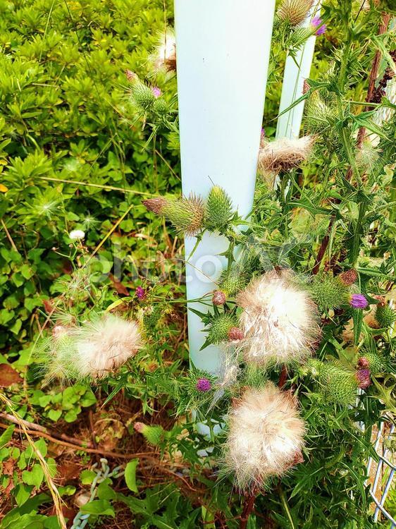 アザミの綿毛 綿毛,緑,種の写真素材
