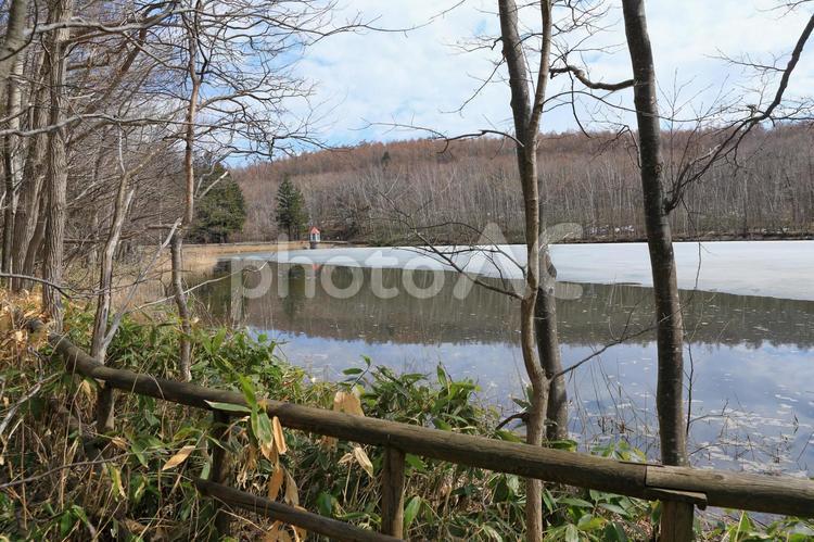 湖畔の散策路(西岡水源池・春) 1 春,水辺,散策路の写真素材