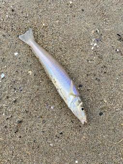 シロギス シロギス,サーフフィッシング,鱚の写真素材