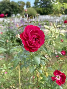 薔薇園 緑地公園,季節,花壇の写真素材