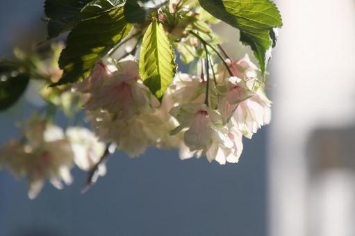 桜 桜の写真