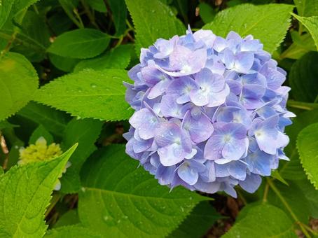 Hydrangea, JPG