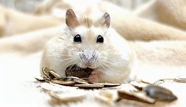 Yellow Djungarian hamster eating seeds 4, JPG