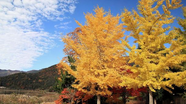 河口湖畔の黄葉した銀杏の木 銀杏,黄葉,秋の写真素材