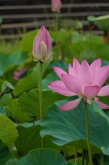 Photo, lotus, a lotus, flower, 
