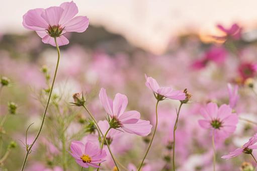 早朝のコスモス畑 早朝のコスモス畑 秋桜,秋,花の写真素材