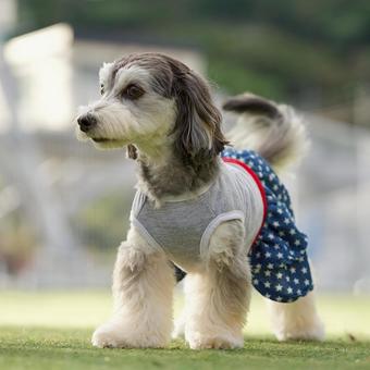 ワンコのポートレート（ミックス犬） 犬,ミックス犬,いぬの写真素材