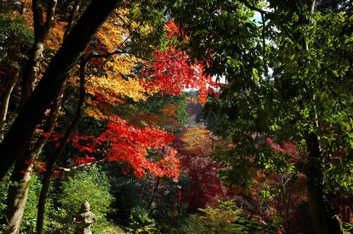 陽光に照らされる紅葉 陽光に照らされる紅葉 紅葉,秋,赤の写真素材