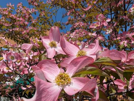 ハナミズキの写真