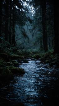 雨の森、静寂な風景 雨の森、静寂な風景の写真