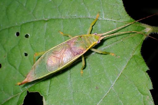 アオマツムシ アオマツムシ,秋の虫,昆虫の写真素材
