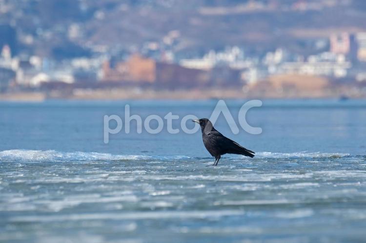 凍りついた諏訪湖のカラス 冬,野鳥.氷,カラスの写真素材