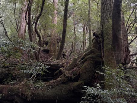 ヤクスギランド 屋久島,観光地,樹木の写真素材